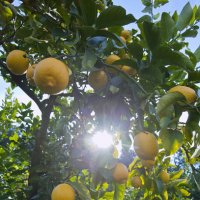英の専門誌に研究結果 柑橘類で認知症は予防できるのか？