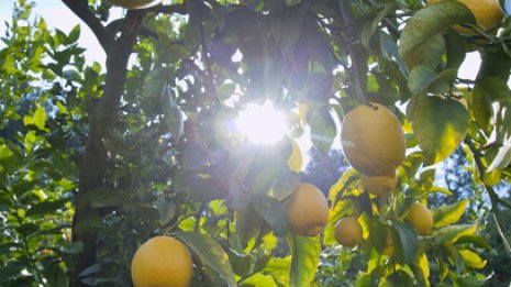 英の専門誌に研究結果 柑橘類で認知症は予防できるのか？