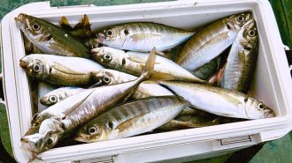 認知症対策に役立つDHA・EPA 魚食べるなら刺身か塩焼きか