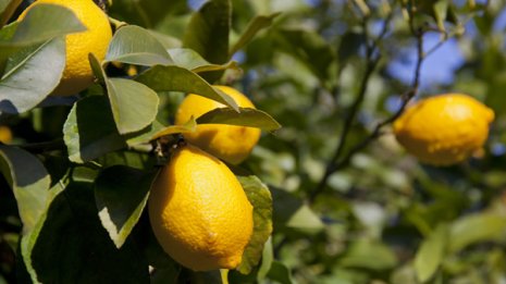 紫外線対策にビタミンCたっぷりのレモンは正解か？