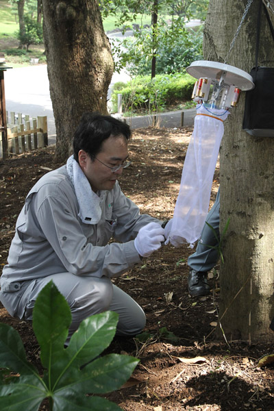 代々木公園で蚊を採取する仕掛けを取り付ける都職員