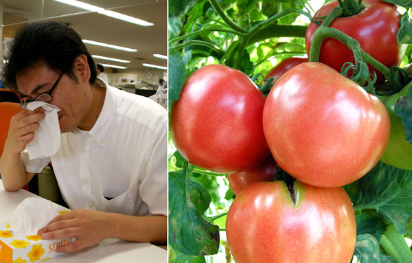 トマトはスギ花粉と相性が悪い