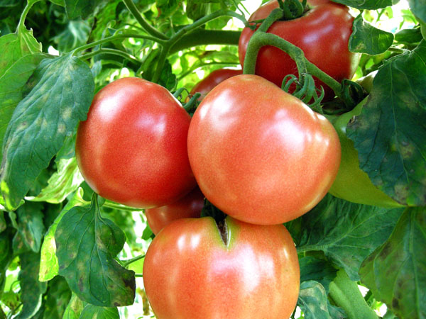 トマトには抗酸化物質が含まれる