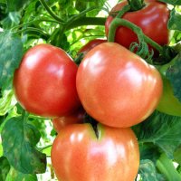 筋力の衰えが気になったらトマトを食べるのが効果的？