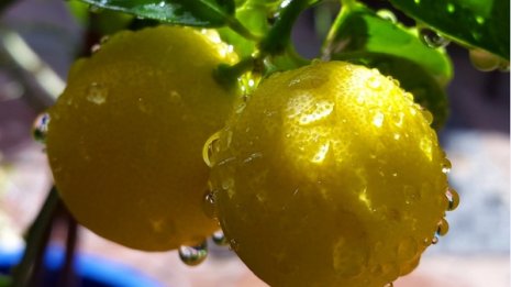 レモンが骨粗鬆症や高血圧対策に 広島の“レモン島”で証明