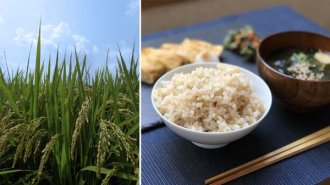 お米のデンプン成分が便秘解消や大腸がん予防に働きかける