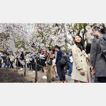 東京ではしだれ桜も満開に（靖国神社）／