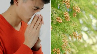 「小青竜湯」は鼻炎症状の6割を改善 花粉症にも効果的