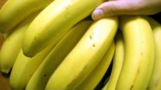 豊富なカリウムが有効？バナナで脳卒中が予防できるのか