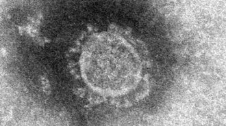 コロナウイルスは最も複雑で賢い「RNAウイルス」のひとつ