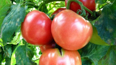 【トマト】活性酵素を除去してがんや老化を抑えてくれる
