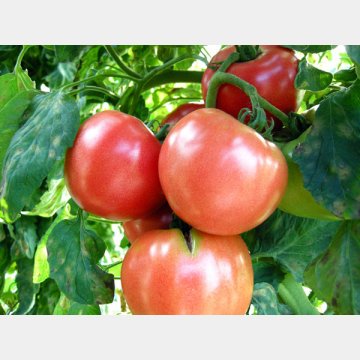 トマトに多く含まれるリコペンは油と相性が良い