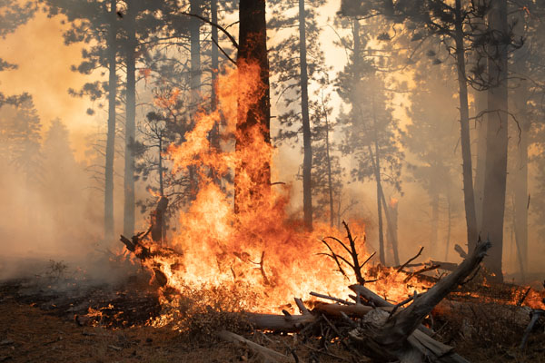 山火事が広がるオレゴン州フリーモント国有林