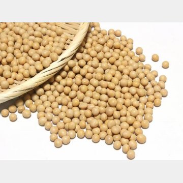 大豆に含まれる「大豆レシチン」が肝臓でコリンに合成される