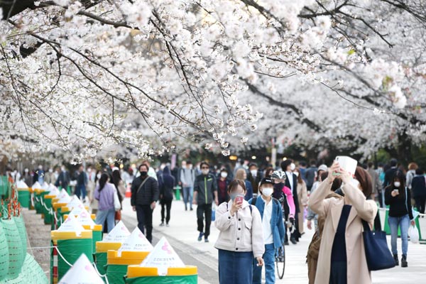 桜のシーズンは「散歩始め」にベスト