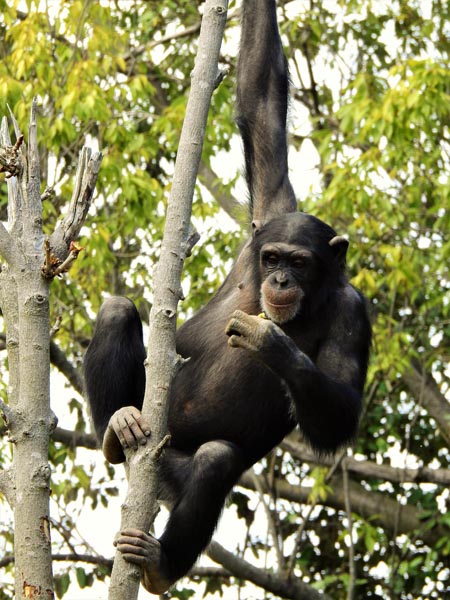 チンパンジーは人間に最も近いといわれている