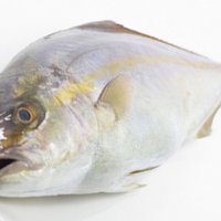 出世魚の「カンパチ」は低カロリー・高カリウム だから昼食で食べたい