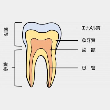 歯の断面図と歯髄
