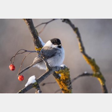 鳥のさえずりなど自然の音は生活を豊かにしてくれる（Ｃ）iStock
