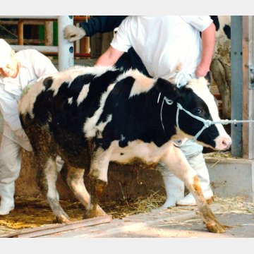 BSE感染の可能性があるとして、処分のため運びだされる乳用牛（Ｃ）共同通信社