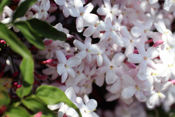 ジャスミンは花の匂いによる健康効果が大きい