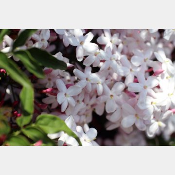 ジャスミンは花の匂いによる健康効果が大きい