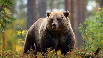 北米でも人間を襲うクマが増加 「気候変動による“ニューノーマル”と考えるべき」と研究者