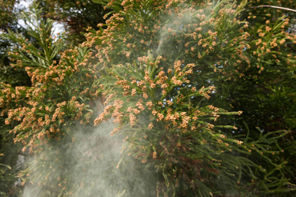 暖冬でスギ花粉の飛散開始は例年より早い