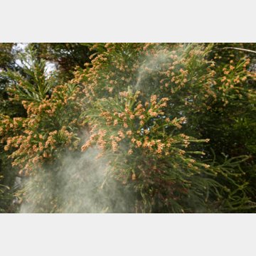 暖冬でスギ花粉の飛散開始は例年より早い